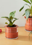 Plant Pot | Self-Watering (Small)