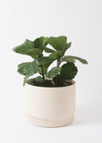 Planter | Harvest (Natural)