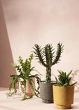 Planter | Banjo (Terrazzo Golden)