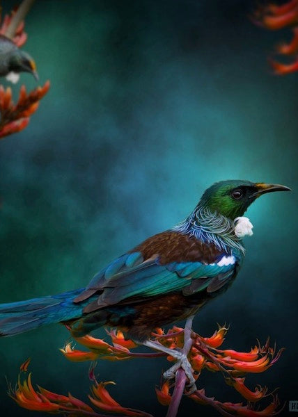 Card | Tui Mates (Julian Hindson)